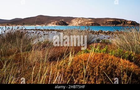 Viele Klumpen der typischen mediterranen Vegetation, Gras am Rand der Meeresbucht, abgerundete Hügel mit Felsen am Horizont. Wilde Schönheit der Insel Limnos, Griechenland. Stockfoto