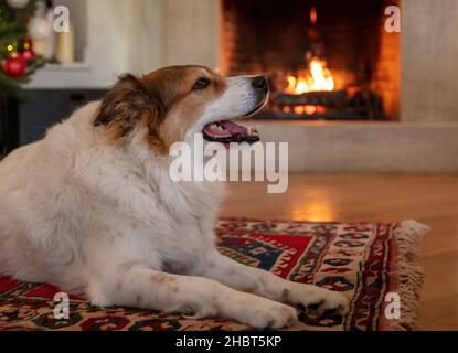 Hund entspannen auf einem Teppich, brennenden Kamin Hintergrund. Winterhaus warm und gemütlich Wohnzimmer Interieur. Niedliches Haustier, das sich zu Hause entspannt Stockfoto