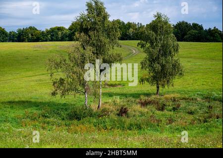 Baum junge Birke auf Sommer Bergwiese mit Weg. Tschechische republik, Tschechische Paradies. Stockfoto