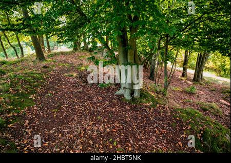 Kleiner Waldhügel mit getrocknetem Blatt auf dem Boden, junge Buche, Birke und Eiche, Spätsommertag. Stockfoto