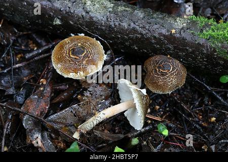 Lepiota grangei, bekannt als der Grüne Dapperling, Wildpilz aus Finnland Stockfoto