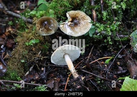 Lepiota grangei, bekannt als der Grüne Dapperling, Wildpilz aus Finnland Stockfoto