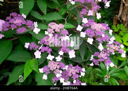 Hortensia lacecap aspera Stockfoto