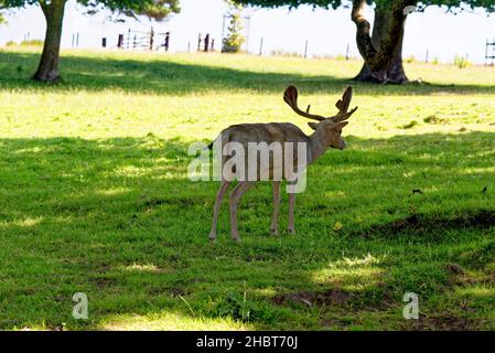 Deer im Culzean Castle Country Park - die Westküste Schottlands in der Nähe von Maybole und mit Blick auf den Firth of Clyde - Ayrshire, Schottland - 22nd. juli 202 Stockfoto