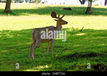 Deer im Culzean Castle Country Park - die Westküste Schottlands in der Nähe von Maybole und mit Blick auf den Firth of Clyde - Ayrshire, Schottland - 22nd. juli 202 Stockfoto