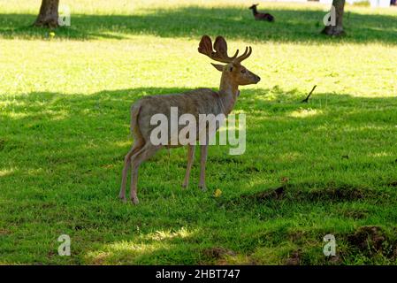 Deer im Culzean Castle Country Park - die Westküste Schottlands in der Nähe von Maybole und mit Blick auf den Firth of Clyde - Ayrshire, Schottland - 22nd. juli 202 Stockfoto