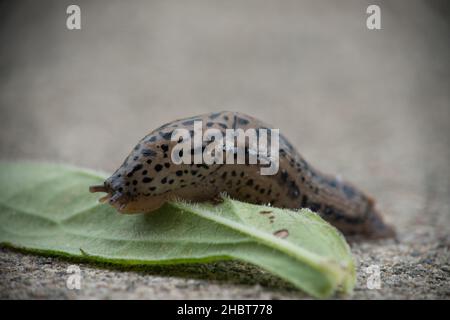 Ein Leopard Slug klettert über ein grünes Blatt auf einer betonierten Terrasse in Warren, Michigan USA> Stockfoto