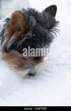 Der zottelige Kopf Yorkshire Terrier rief in der Winterzeit in Nahaufnahme Beaver York an Stockfoto