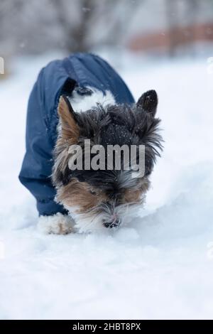 Winterszene mit Beaver York aus einer Familie von Yorkshire Terrier, die einen verschneiten Pfad auf dem Rasen schnuppern Stockfoto