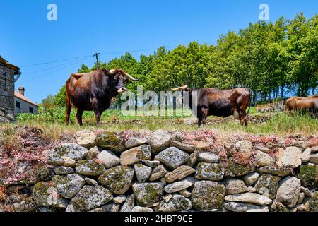 Die Maronesa-Kuh ist eine traditionelle portugiesische Bergviehrasse, die sich durch ihr Fleisch und ihre Zugkraft ausgezeichnet eignet. Lamas de Olo. Alvao Naturpark, Tras os Stockfoto