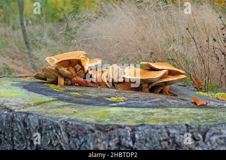 Fruchtkörper aus Honigpilz, Armillaria, in einer Nahaufnahme Stockfoto