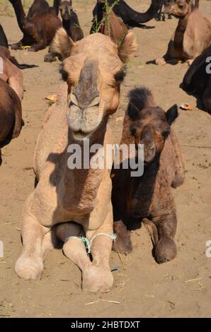 Kleines Dromedar zum Verkauf auf der Pushkar Camel Fair Stockfoto