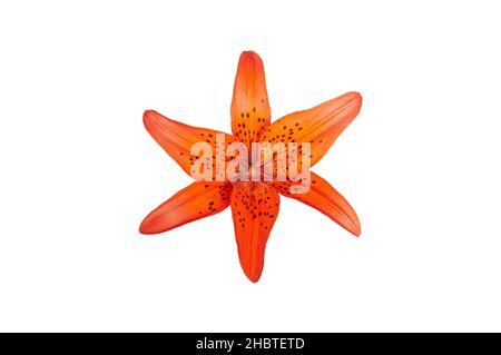 Orangenlilie blüht isoliert auf weißem Hintergrund Stockfoto