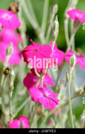 Lychnis coronaria, Rose campion, Krone rosa, Kaninchenohren, Mullein rosa. Mehrjährig mit silbergrauen Stielen und tiefrosa Blüten Stockfoto