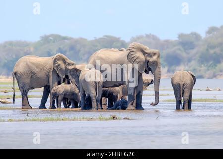 Afrikanische Elefantenherde, Loxodonta Africana im Fluss Sambesi. Elefanten in Sambia. Der Untere Sambesi-Nationalpark, Sambia Stockfoto
