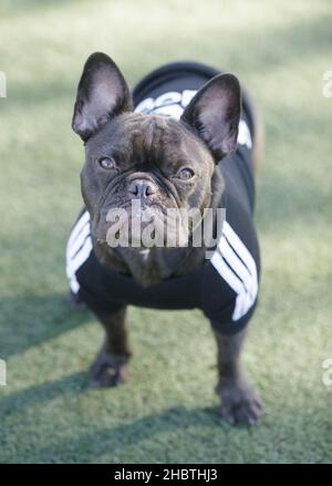 16-Monate-Alte Schokolade brindling männlichen Franzosen verkleidet und Blick auf die Kamera. Hundepark an der Leine in Nordkalifornien. Stockfoto