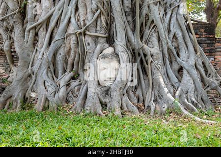 Buddha-Kopf eingebettet in einen Banyan-Baum im Wat Mahathat Complex, einer ikonischen und berühmten Touristenstätte in der Stadt Ayutthaya, Thailand. Stockfoto