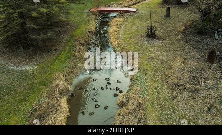 Enten schwimmen im Wasser in einem ländlichen Bach mit eisiger Oberfläche Stockfoto