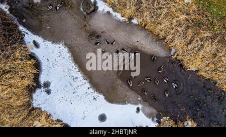 Enten schwimmen im Wasser in einem ländlichen Bach mit eisiger Oberfläche Stockfoto