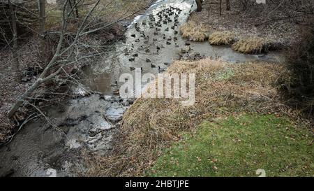 Enten schwimmen im Wasser in einem ländlichen Bach mit eisiger Oberfläche Stockfoto