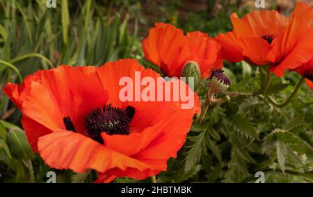 Nahaufnahme von großen wunderbaren Mohnblumen Stockfoto