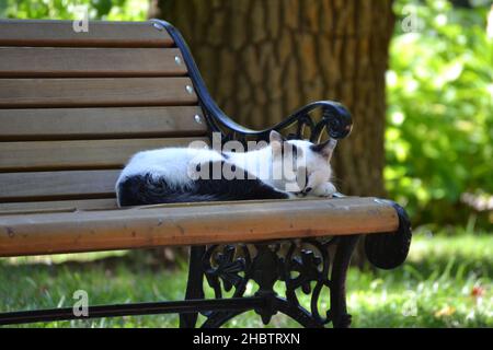 Schlafende Katze, schlafende Katze auf einer Bank im Park Stockfoto