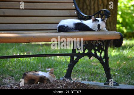 Schlafende Katzen, schlafende Katzen auf und unter einer Bank im Park Stockfoto