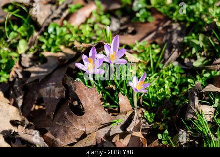 Nahaufnahme von blauen Krokus Frühlingsblumen in voller Blüte in einem Garten an einem sonnigen Tag, schöne Outdoor-Blumenhintergrund Stockfoto