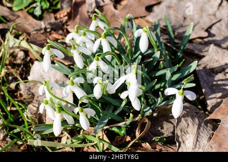 Kleine und zarte weiße Schneeglötfrühlingsblumen in voller Blüte im Wald an einem sonnigen Frühlingstag, verschwommener Hintergrund mit Platz für Text, Draufsicht oder fl Stockfoto