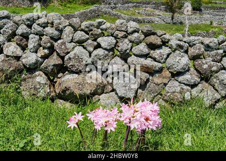Osterlilien überall im September. Insel Graciosa. Azoren, Portugal Stockfoto