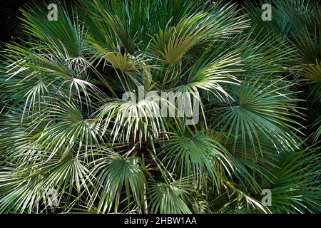 Fächerpalmenblätter, Minas Gerais, Brasilien Stockfoto