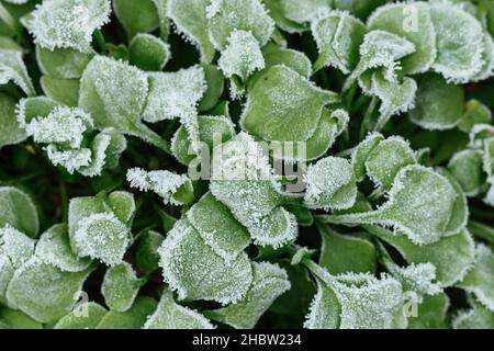 Winterpursloan (Claytonia perfoliata) mit Eiskristallen. Stockfoto