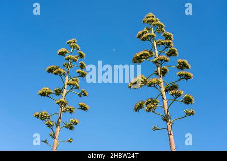 Agave Americana, Century Plant, eine Art Agavenpflanze, die in Mexiko und Mittelamerika beheimatet ist und auf Gardens, Southend on Sea, Großbritannien, gepflanzt wird. In voller Blüte Stockfoto