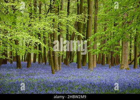 Großbritannien, England, Hertfordshire. Ein Teppich von Bluebells im Frühjahr unter neuen Buchenbaumblättern. Stockfoto