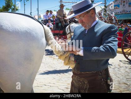 Sevilla, Provinz Sevilla, Andalusien, Südspanien. Feria de Abril, die Aprilmesse. Mann in traditioneller Reittracht flechten und umwickeln den Schwanz Stockfoto