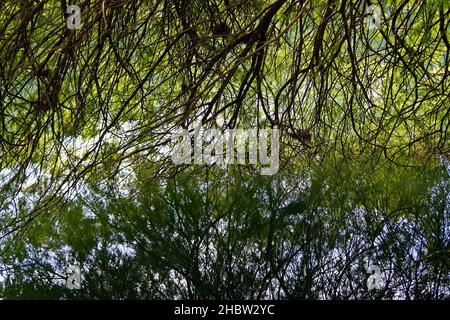 Baum Äste auf See Wasser Stockfoto