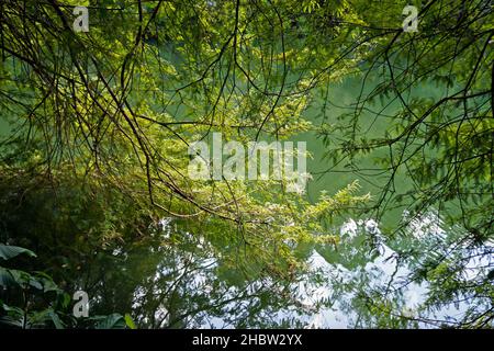 Baum Äste auf See Wasser Stockfoto