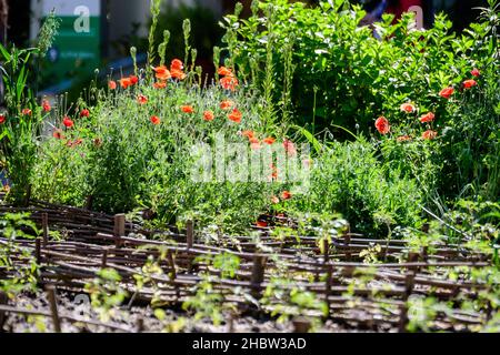 Nahaufnahme von vielen roten Mohnblumen und verschwommenen grünen Blättern in einem Garten im britischen Cottage-Stil an einem sonnigen Sommertag, wunderschöner Blumenhintergrund im Freien Stockfoto