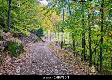 Buchenwald (Fagus sylvatica) von Sao Lourenco im Herbst. Manteigas, Naturpark Serra da Estrela. Portugal (MR) Stockfoto