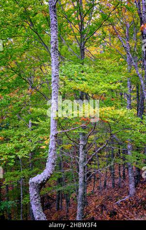 Buchenwald (Fagus sylvatica) von Sao Lourenco im Herbst. Manteigas, Naturpark Serra da Estrela. Portugal Stockfoto