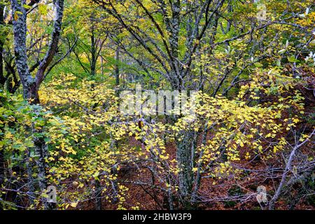 Buchenwald (Fagus sylvatica) von Sao Lourenco im Herbst. Manteigas, Naturpark Serra da Estrela. Portugal Stockfoto