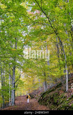 Buchenwald (Fagus sylvatica) von Sao Lourenco im Herbst. Manteigas, Naturpark Serra da Estrela. Portugal (MR) Stockfoto