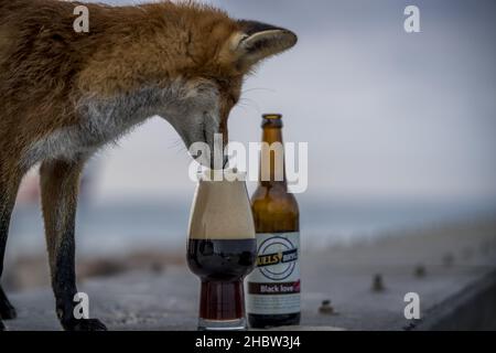 HIRTSHALS, DÄNEMARK - 15. Okt 2021: Ein entzückender, neugieriger kleiner Rotfuchs, der einen Schluck von einem Glas Bier auf dem Pier am Strand in Hirtshals, DENMAR, trinkt Stockfoto