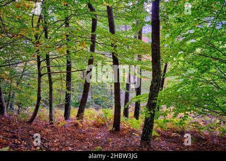 Buchenwald (Fagus sylvatica) von Sao Lourenco im Herbst. Manteigas, Naturpark Serra da Estrela. Portugal Stockfoto