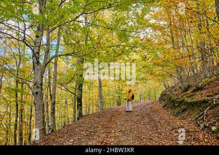 Buchenwald (Fagus sylvatica) von Sao Lourenco im Herbst. Manteigas, Naturpark Serra da Estrela. Portugal (MR) Stockfoto