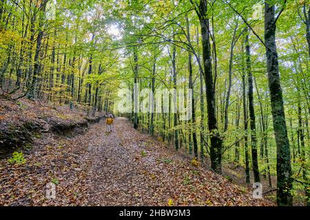 Buchenwald (Fagus sylvatica) von Sao Lourenco im Herbst. Manteigas, Naturpark Serra da Estrela. Portugal (MR) Stockfoto