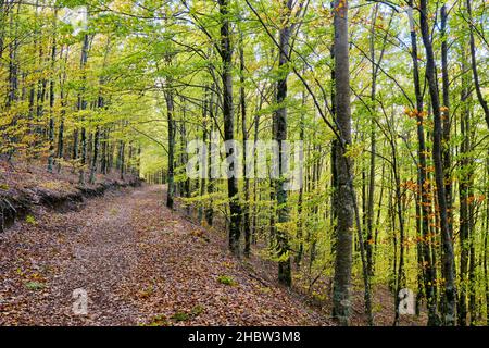 Buchenwald (Fagus sylvatica) von Sao Lourenco im Herbst. Manteigas, Naturpark Serra da Estrela. Portugal Stockfoto