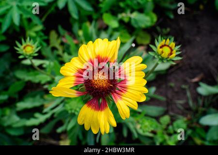 Eine leuchtend gelbe und orangefarbene Gaillardia-Blume, allgemein bekannt als Deckenblume, und verschwommene grüne Blätter in weichem Fokus, in einem Garten in einem sonnigen Sommer Stockfoto