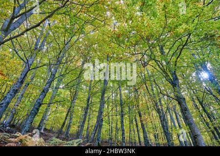 Buchenwald (Fagus sylvatica) von Sao Lourenco im Herbst. Manteigas, Naturpark Serra da Estrela. Portugal Stockfoto