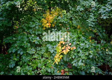 Buchenwald (Fagus sylvatica) von Sao Lourenco im Herbst. Manteigas, Naturpark Serra da Estrela. Portugal Stockfoto